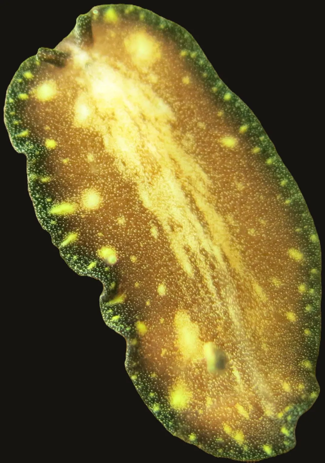 Pseudoceros stellans